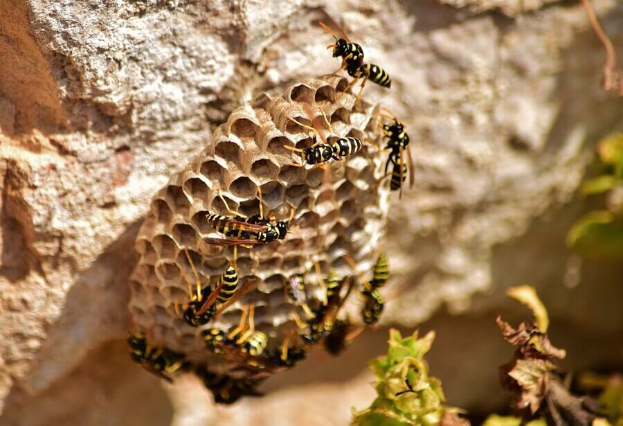 Bee And Hornet Control