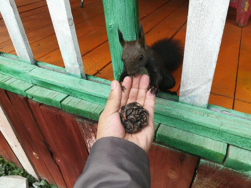 Protect Your Property with Professional Wildlife Control in Darby, PA