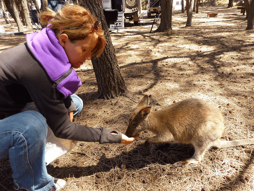 Expert Wildlife Control in Darby, PA – Protecting Your Home from Unwanted Guests